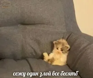 😠 cad82243 сежу один злой все бесятб gato, gatinho, cadeira, russo, animal telegram sticker