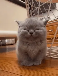 😡 d5803115 gato, gatinho, fofo, cinza, adorável, animal de estimação, animal doméstico telegram sticker