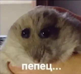 🙁 d96d1ba2 пепец... hamster, fofo, animal, meme, animal de estimação telegram sticker