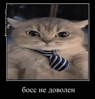 😘 db8e3f01 босс не доволен gato, gravata, chefe, infeliz, meme, animal telegram sticker