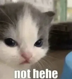 🐯 e2fb3b32 not hehe gato, meme, engraçado, gatinho telegram sticker