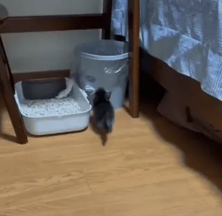 🌟 106d1a56 gato, gatito, mascota, arenero, animal doméstico, interior, muebles telegram sticker