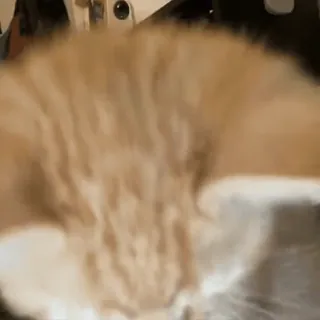 🌟 1892a6c6 gato, animal, mascota, animal doméstico, felino telegram sticker