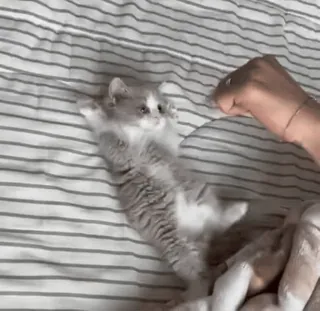 🌟 2309e4dd gato, gatito, jugando, lindo, mascota telegram sticker