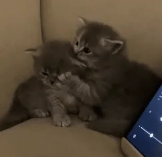 🌟 283a1355 gatitos, gatos, animales lindos, animales domésticos, mascotas telegram sticker