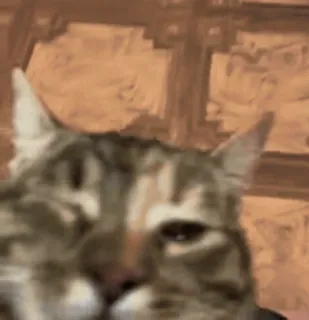 😃 35af4f59 gato, animal, mascota, meme telegram sticker