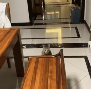 😨 3e2dc89e gato, mueble, mesa, silla, gato gris, mascota telegram sticker