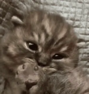 🥰 3f7aef20 gatito, gato, lindo, animal, mascota telegram sticker