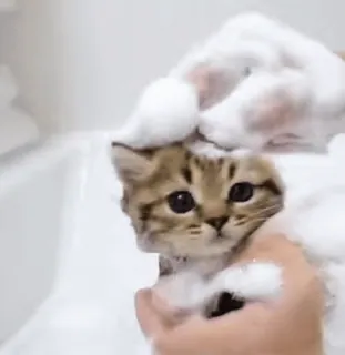 🌟 4df8154a gato, gatito, burbujas, baño, lindo, animal, mascota telegram sticker