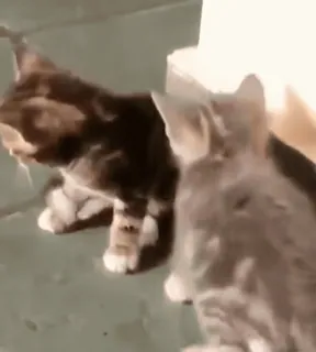 🥰 545b4a6e gatos, gatitos, animales, mascotas telegram sticker