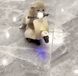 🌟 5ba85155 cachorro, perro, scooter, animal, lindo, mascota, moto telegram sticker