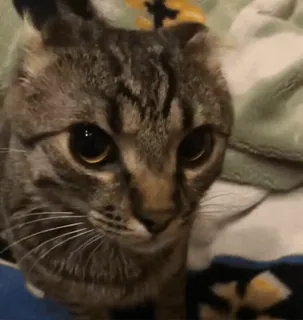 🌟 8162b06d gato, animal, mascota, gato doméstico, lindo, felino, mamífero telegram sticker