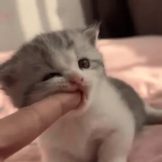 🥰 90f50c9d gatito, gato, lindo, mascota, animal, cría, dedo, juguetón telegram sticker