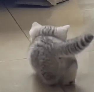 🌟 af2637e5 gato, animal, mascota, gatito, lindo, doméstico, felino telegram sticker