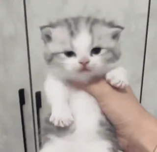 🌟 d8036aa4 gatito, gato, lindo, animal, gato doméstico, mascota, pequeño telegram sticker