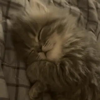 🌟 f3118d78 gato, gatito, durmiendo, lindo, esponjoso, animal telegram sticker