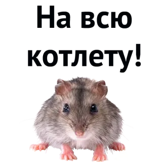 💲 ec44d2f8 hamster, rodent, pet, cute, animal telegram sticker