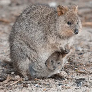 👨👧 37847ed6 quokka, animal, marsupial, wildlife, mammal, cute, baby, joey telegram sticker