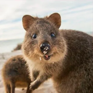 😊 7ec2e6bf quokka, animal, cute, marsupial, Australia, wildlife telegram sticker