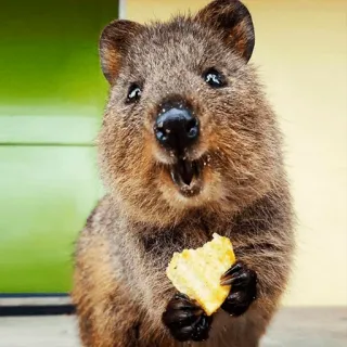 😋 a9e6aeae quokka, animal, marsupial, cute, happy, australia, wildlife telegram sticker