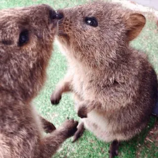 😚 b1fa1ec3 quokka, animals, cute, marsupial, Australia, wildlife, happy telegram sticker