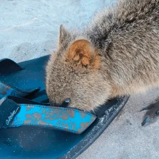 🔍 d61b88e4 quokka, animal, marsupial, cute, beach, sandal, australia telegram sticker