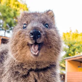 😋 e6de262d quokka, animal, marsupial, cute, happy, smiling, australia telegram sticker