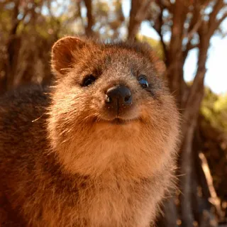 😌 e8d82947 quokka, animal, cute, marsupial, rodent, furry telegram sticker
