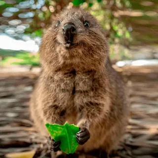 ☺️ ec30a183 quokka, animal, marsupial, leaf, cute, australia, wildlife telegram sticker