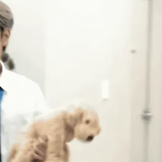 ⭐ c3165a46 собака, человек, животное whatsapp sticker