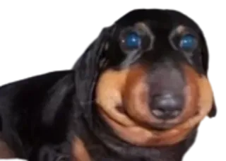 🐕 0a7c0322 dog, animal, pet, dachshund, meme telegram sticker