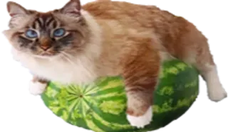 🍉 47c7acfe cat, watermelon, animal, pet, cute telegram sticker