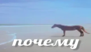 👉 a97745b5 почему beach, horse, russian, text, why telegram sticker