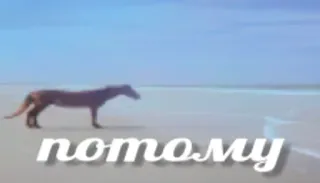 👈 ba2c0491 потому dog, beach, ocean, russian text telegram sticker