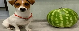 🍉 c343ea70 dog, jack russell terrier, watermelon, pet, animal, food, fruit telegram sticker