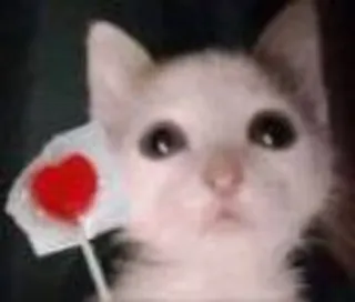 🍭 c36867a7 cat, kitten, heart, lollipop, cute, animal, pet telegram sticker