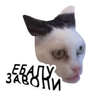 😠 e2badba9 ЕБАЛУ ЗАВОЛИ kucing, menyinggung, stiker, hewan whatsapp sticker