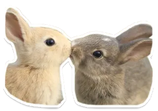 Sexy Animals telegram stickers