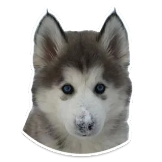 😢 22a968a5 chien, husky, chiot, animal de compagnie, animal telegram sticker