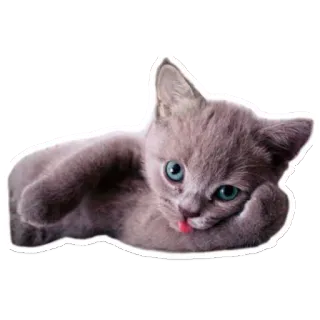 🐱 a5ead209 chat, chaton, animal, mignon, animal de compagnie telegram sticker