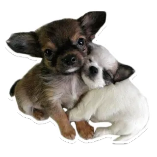 😍 a89754c4 chiot, chien, chihuahua, mignon, animaux, animaux de compagnie telegram sticker