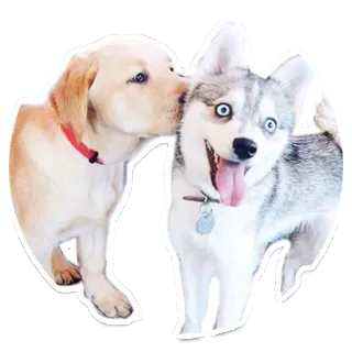 Sexy Animals telegram stickers