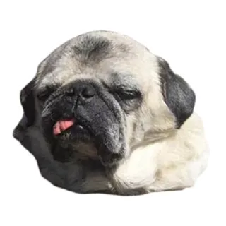 Sexy Animals telegram stickers