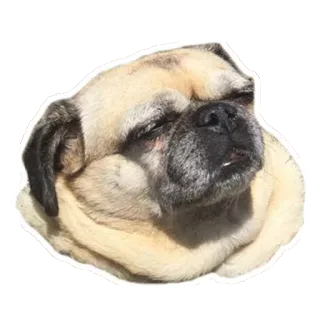 🐶 fe1d4f3c chien, carlin, animal, mignon, animal de compagnie telegram sticker