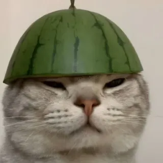 😑 09b08013 gatto, anguria, cappello, animale, animale domestico, divertente, carino telegram sticker