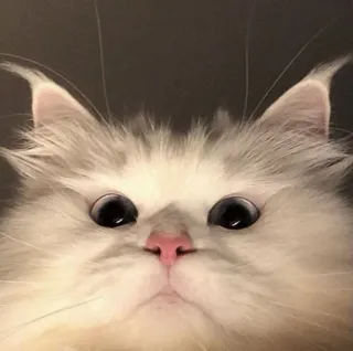 😐 0b5b714e gatto, animale, carino, animale domestico, gattino, gatto bianco telegram sticker