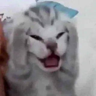 😫 0bd07231 gatto, animale, meme, divertente, carino telegram sticker