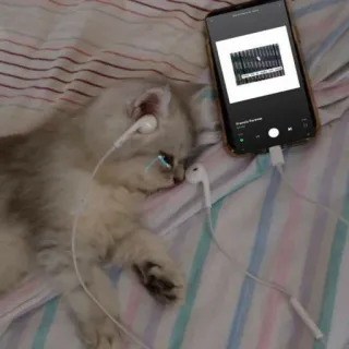 🎧 0db08e55 Sad gatto, cuffie, musica, triste, carino, animale domestico telegram sticker