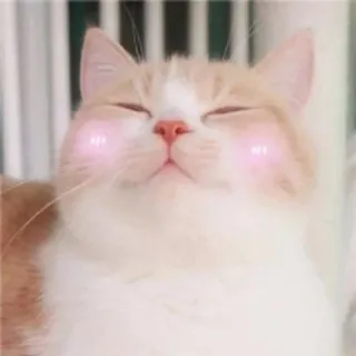 ☺️ 13735ccb gatto, carino, arrossire, animale, animale domestico, felice telegram sticker