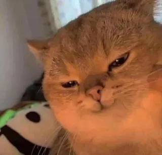 😏 1f364efa gatto, animale, animale domestico, carino, domestico, mammifero telegram sticker